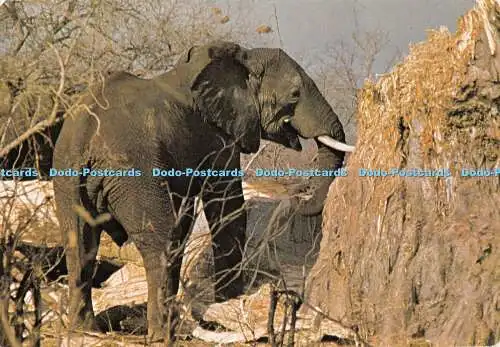 D089159 South Luangwa Nationalpark. Elefant. Sambia National Tourist Bureau. 1