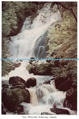 D087403 Irland. Killarney. Torc Wasserfall. Bailey. P.C. Farbkarte. Nr. 124