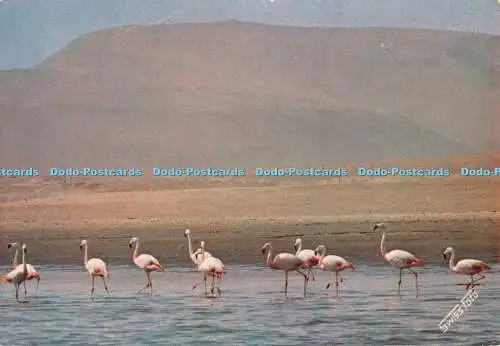 D089318 Flamingos. Bucht von Paracas. Hotel Paracas. Peru. 1979