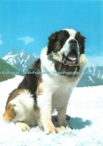 D085796 Bernhardiner. Chien du Mont Saint Bernard. Bernhardiner. Engadin Presse. R