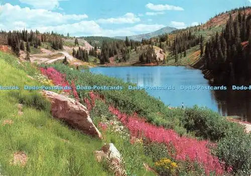 D090881 V 247. Feuerkraut am Black Lake nahe dem Gipfel des Vail Pass. Colorado. R.C.