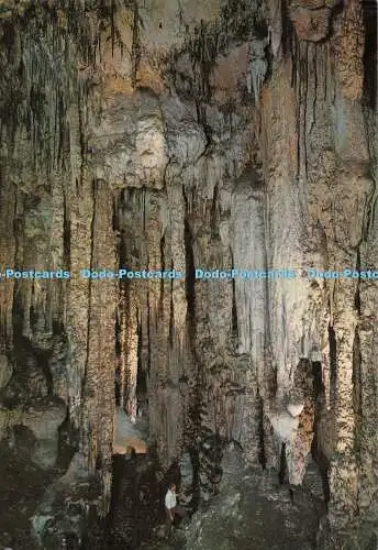 D086203 Cueva de Arta. Mallorca. Halle der Säulen. Planas. Palma