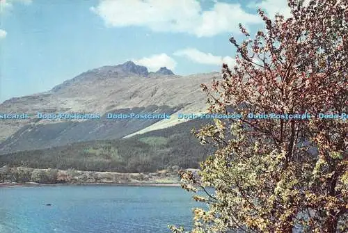 D091267 Schuster oder Ben Arthur aus Loch Long bei Arrochar. Argyllshire. Scotlan