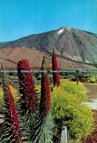 D091957 Teneriffa. Blühende Tajinasten in der Nähe des Teide. Gasteiz
