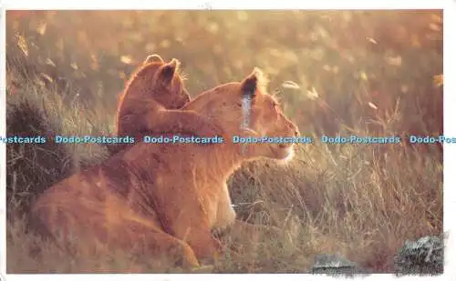 D095350 Eine Löwin und ihr Jungtier sonnen sich im Schutz der Serengeti. Afrika Pr