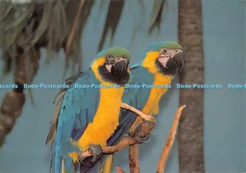 D095444 Jaffa und Jasmin die blauen und gelben Aras in der tropischen Oase der Palmen