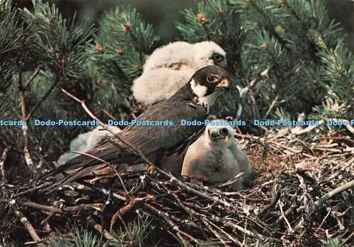 D095523 Set Nr. 1. Britische Greifvögel. Hobby. Falco subbuteo. Frank V. Blackb