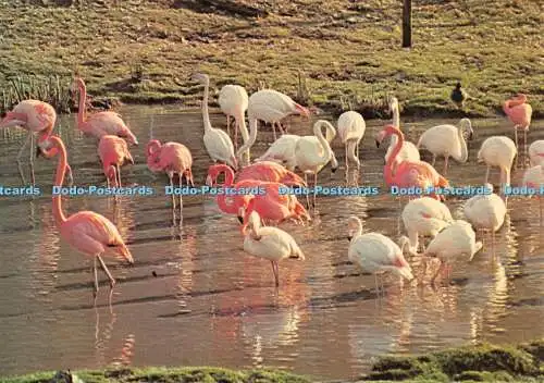 D094126 Große Flamingos im Marwell Zoological Park. Winchester. Hampshire. Ro