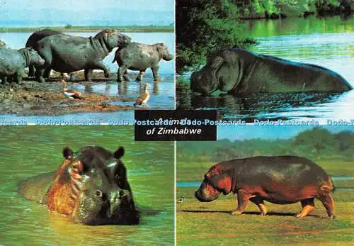 D095983 Tiere Simbabwes. Nilpferd. David Trickett. Tourismusförderung in A