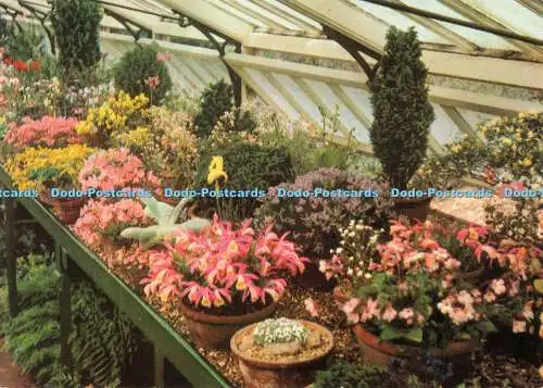 D094320 R. H. S. Gardens Wisley. Teil des Alpenhauses im späten Frühjahr. E. H. West