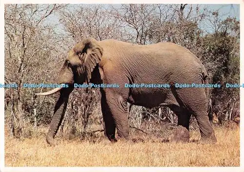 D096391 Elefant. Krüger Nationalpark. Sigma Press