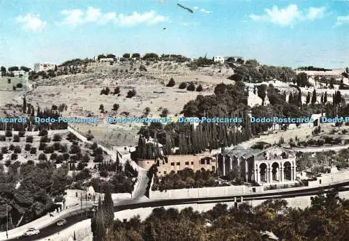 D102475 Gethsemane. Olivenberg. Leon