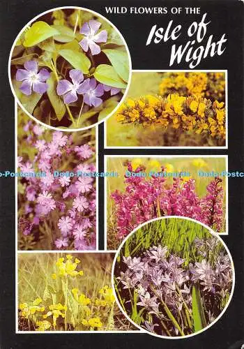 D104407 Wildblumen der Isle of Wight. Furze. J. Arthur Dixon. Lawrie Lennie