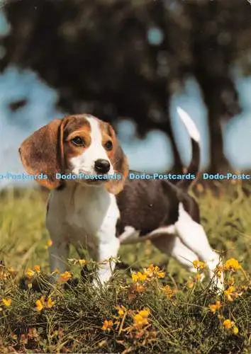 D097954 Bildkalender Freude an Hunden. Junger Beagle. J. Berg. Reinhard. Morgan