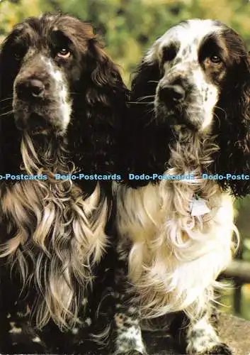 D097955 Bildkalender Freude an Hunden. Spaniels. J. Berg. Beringer und Pampaluch