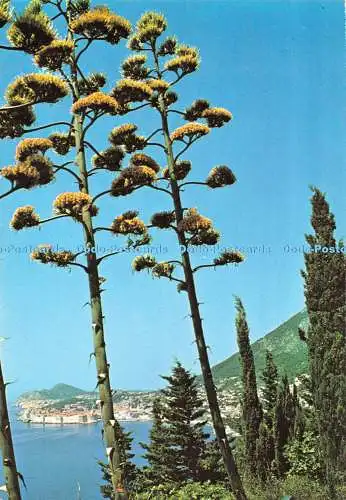 D097980 Dubrovnik. Agave. Privredni Vjesnik