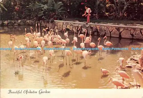 D099916 Schöne Ardastra-Gärten. Bahama Inseln. Nassau. Flamingos. Calypso.