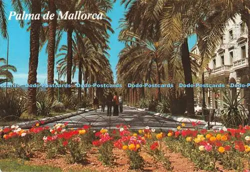 D103036 Palma de Mallorca. Paseo Sagrera. Ediciones Palma