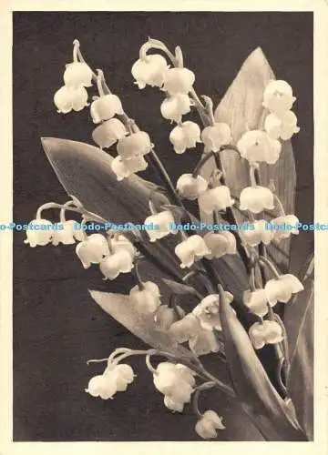 D106276 Blumen. Otto Grau. Herne i.W