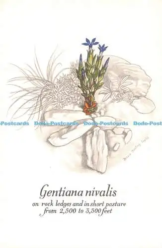 D098287 Gentiana nivalis. auf Felsvorsprüngen und auf Kurzweide. Nationales Vertrauen der