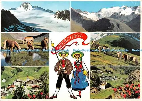 D106549 Obergurgl. Die Hochwilde. Tiroler Bergschafe. Werner Lohmann. Alpina. Mu