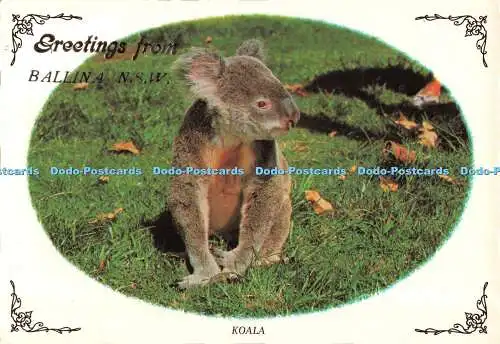 D101858 Grüße aus Ballina. Koala. Australian Native Bear. Murray Ansichten. 198