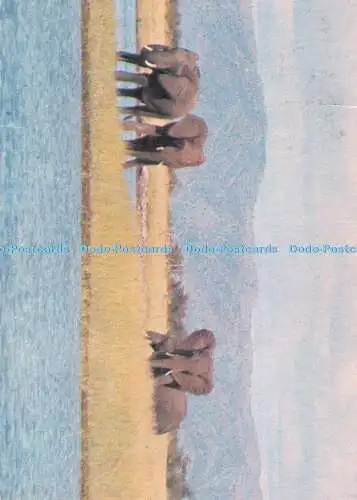 D105356 Simbabwe. Lake Kariba. Elefant auf Fothergill Island. Touristische Förderung