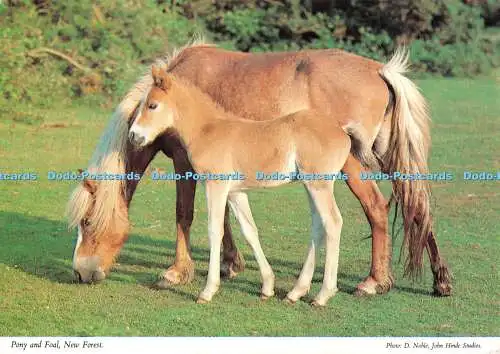 D108327 New Forest. Pony und Fohlen. John Hinde. D. Edel