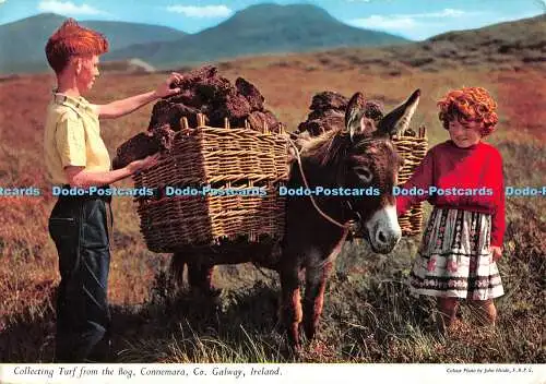 D108389 Irland. Co. Galway. Connemara. Rasen vom Moor sammeln. John Hinde