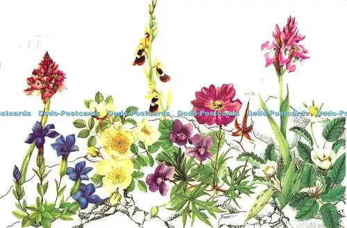 D108810 Wildblumen des Burren. Frühlingsenziane. Pyramidenorchidee. Clar Ella