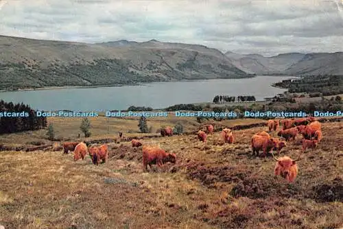 D108937 Argyll. Hochlandrinder von Loch Fyne. J. Arthur Dixon