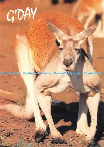 D112078 Australien. Männliches rotes Känguru. Nucolorvue Productions. 1990