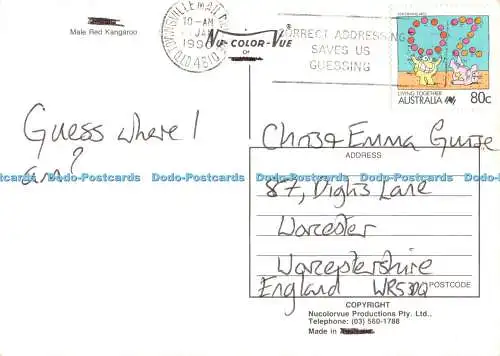 D112078 Australien. Männliches rotes Känguru. Nucolorvue Productions. 1990
