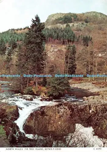 D112221 North Wales Fir Tree Island. Betws y Coed. C 4590. Richter