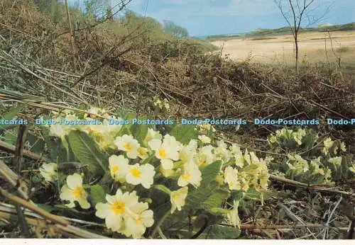 D110788 Blumen. Gepriesen sei Gott und Vater unseres Herrn Jesus Christus. 1 Peter 1 3