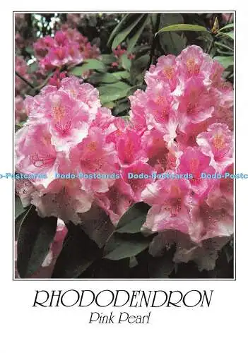 D112592 Rhododendron. Pink Pearl. J. Arthur Dixon. Serie 10. Nr. 6. Harry Sm