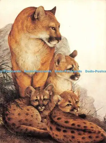 D112865 Puma und Cubs. Athena International. Jan Huston