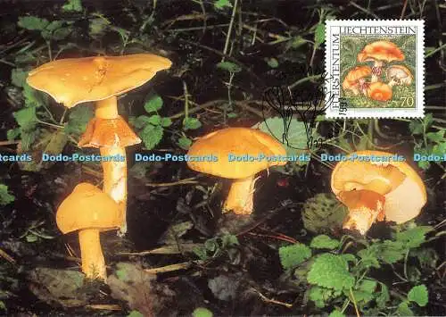 D111389 Pilze. Phaeolepiota aurea. Carte Maximum Officielle. Jean Pierre Prongue