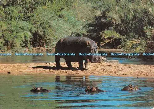 D111523 Südliches Afrika. Nilpferd. Kunstverlag. B. K. Bjornsen