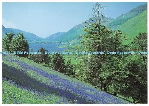 D116741 Bluebells Above Tal y Llyn. Dave Newbould. Alpenpresse. 2003