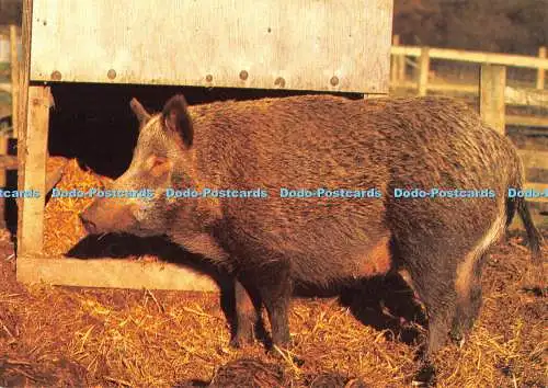 D111524 Gertrude. Eisenzeitschwein. Longdown Dairy Farm. Beric Tempest