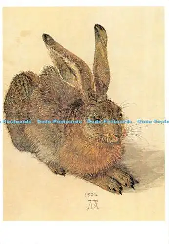 D111587 Wien. Albertina. Der Hase. Albrecht Dürer. Michel