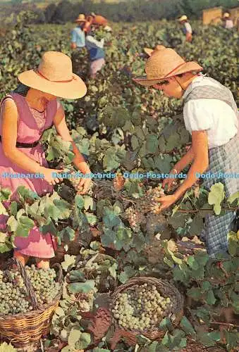 D118179 Cavas Codorniu. Vintage. Postkarte