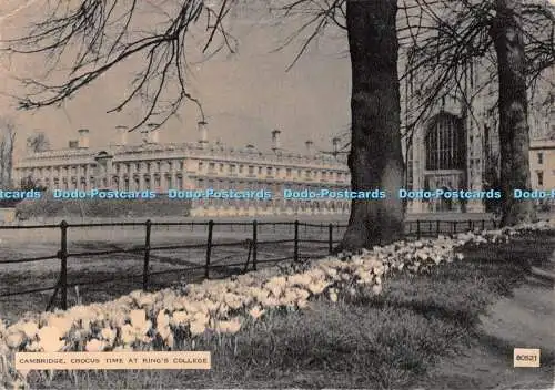 D113338 Cambridge. Crocus Time am King College. Photochrom. 1953