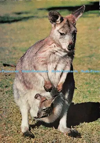 D111720 Australian Wallaroo and Joey. Einer aus der Känguru-Familie. Nucolorvue Pro