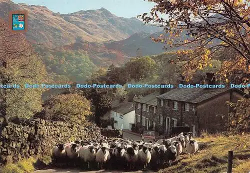 D114844 Fahrschafe. Seatoller. Borrowdale. Golden Shield. Sanderson und Dixon