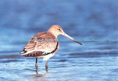 D117056 Neu mit Etikett Holme Dunes. Wildlife Trusts. Schwarzschwanzpodwit. Chris Mills Norfo