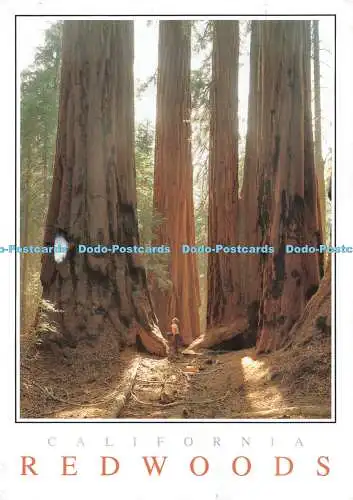 D111879 California. Redwoods. F.V.N. Corporation. Ed Cooper. 2000