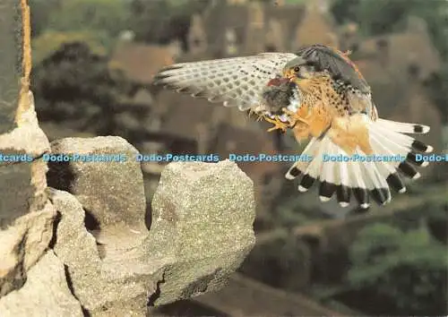 D113600 Turmfalke in der Peterborough Cathedral. C. H. Gomersall. Royal Society for Pr