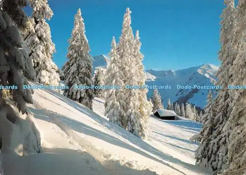 D114923 Nr. 2919. Bei Gstaad. Berner Oberland. Stehli